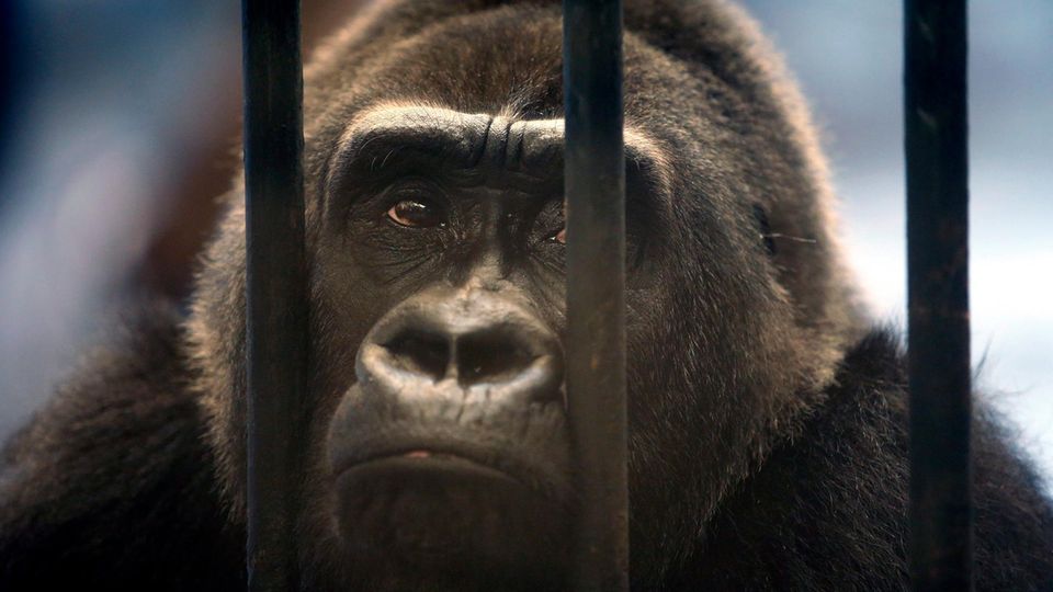 Gorilla Bua Noi hinter Gitterstäben ihres Käfigs