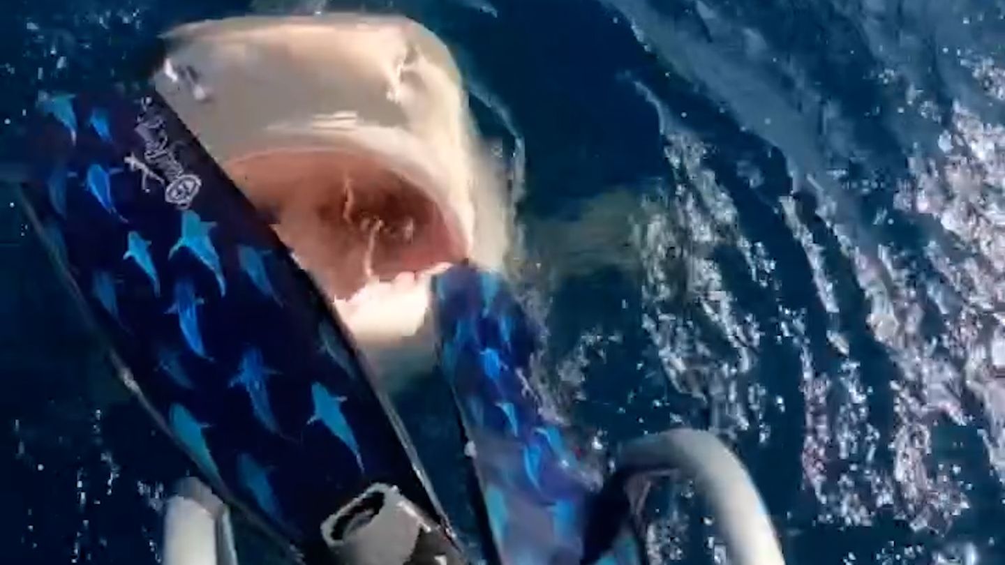 Shark encounter in the video: Predatory fish snaps at the diver’s foot