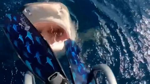 Dramatische Aufnahmen: Hai schnappt nach Fuß von Taucherin