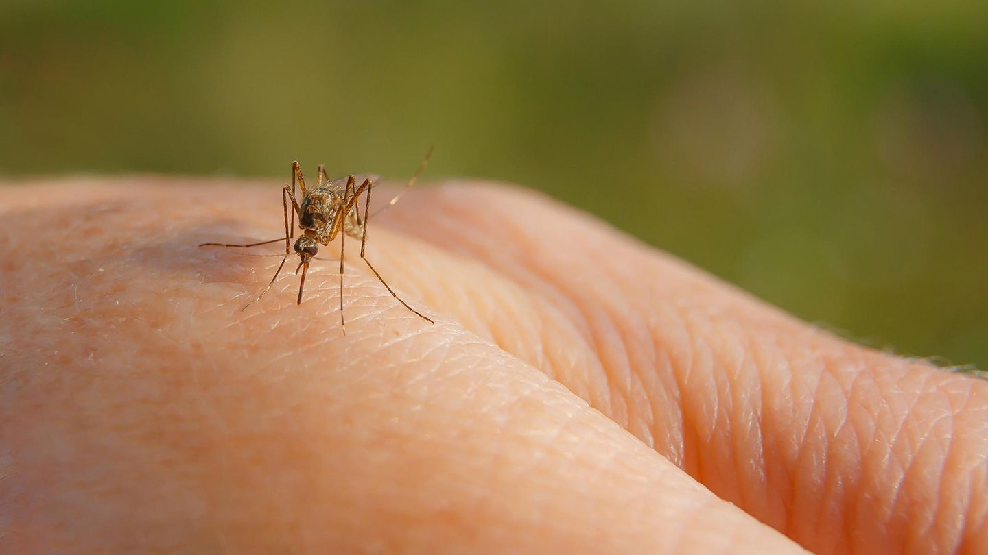 Gemeine Hausmücke sticht einen Menschen