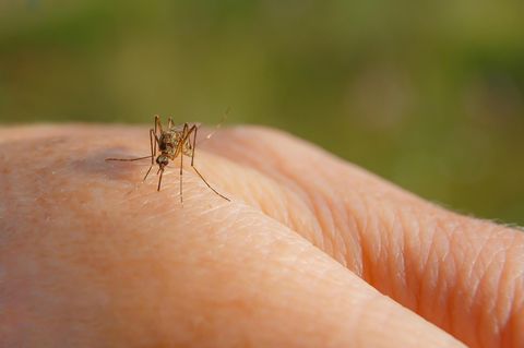 Gemeine Hausmücke sticht einen Menschen