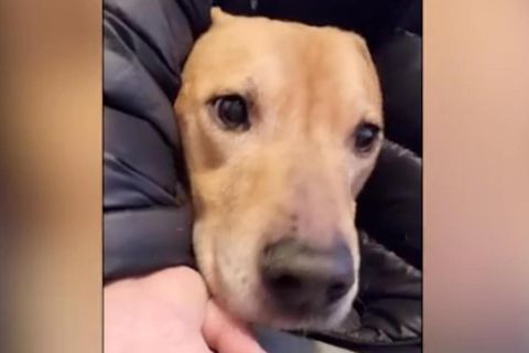 Hund lernt sechs Jahre nach Rettung das erste Mal Bellen und klingt wie ein Welpe