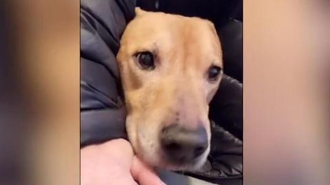 Hund lernt sechs Jahre nach Rettung das erste Mal Bellen und klingt wie ein Welpe