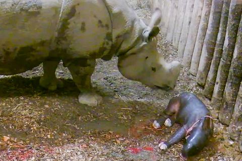 Chester Zoo: Spektakuläre Aufnahmen: Kamera filmt Nashorn-Geburt