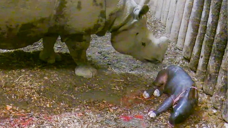 Chester Zoo: Spektakuläre Aufnahmen: Kamera filmt Nashorn-Geburt Chester Zoo: Spektakuläre Aufnahmen: Kamera filmt Nashorn-Geburt