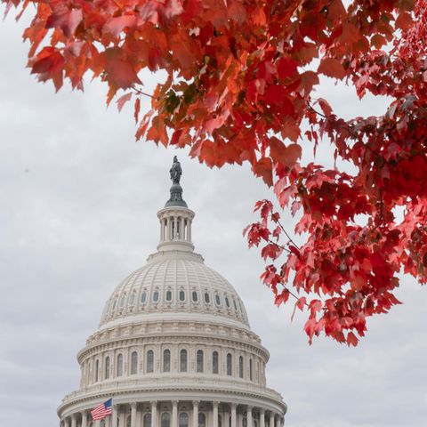 Herbstblätter mit dem Capitol in Washington