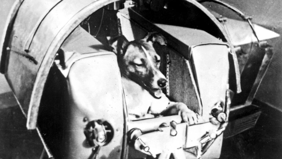 Die Polarhündin Laika Die Polarhündin Laika