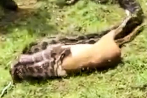 Gieriger Python frisst ganzes Reh in wenigen Sekunden – das steckt hinter dem unglaublichen Video