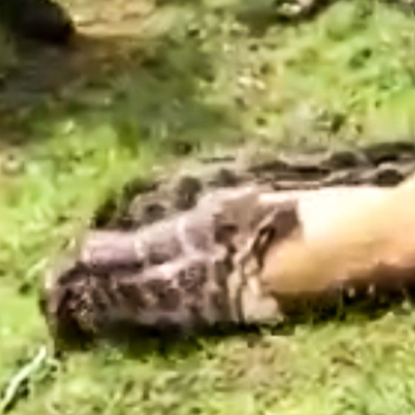 Gieriger Python frisst ganzes Reh in wenigen Sekunden – das steckt hinter dem unglaublichen Video