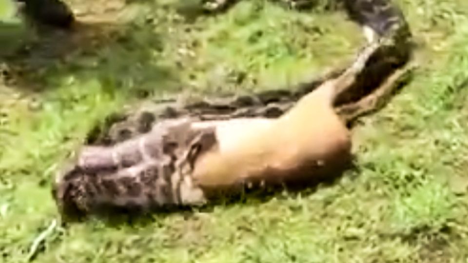 Gieriger Python frisst ganzes Reh in wenigen Sekunden – das steckt hinter dem unglaublichen Video