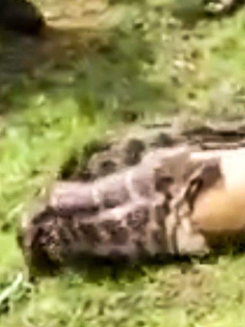 Gieriger Python frisst ganzes Reh in wenigen Sekunden – das steckt hinter dem unglaublichen Video
