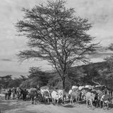 Ein Maasai treibt seine Kühe durchs Land