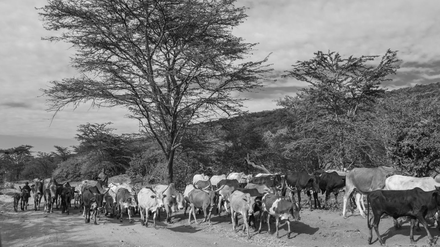 Ein Maasai treibt seine Kühe durchs Land