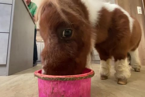 Klein aber oho!: "Man möchte ihn immer knuddeln": Mini-Pony Pumuckel stiehlt allen die Show