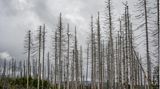 Klimakrise in Deutschland - Wald
