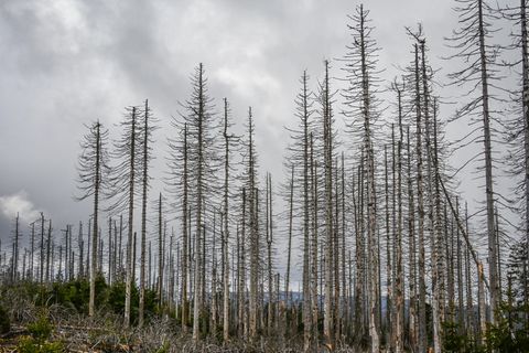 Klimakrise in Deutschland - Wald