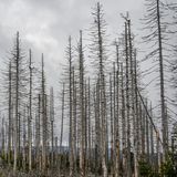 Klimakrise in Deutschland - Wald