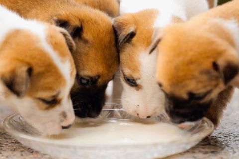 Ungewohnte Ansicht: Ausgefeilte Technik – so sieht es aus, wenn Hunde in Superzeitlupe trinken