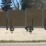 Baumartige Strukturen auf hellem Kies