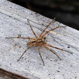 Klimakrise Deutschland - Invasive Arten