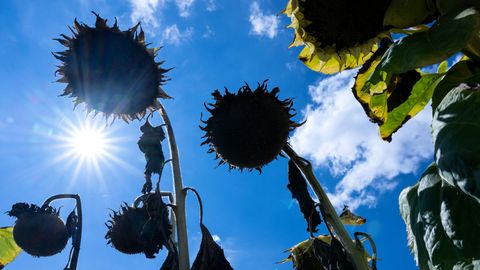 Klimakrise Deutschland - Vertrockene Sonnenblumen - Teaser