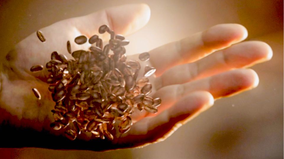 Kaffee-Fakten: Hier wurde das koffeinhaltige Getränk zum ersten Mal entdeckt