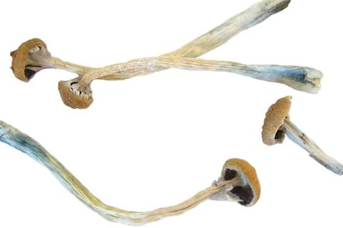 Video: "Zauberpilze" gegen Depressionen?