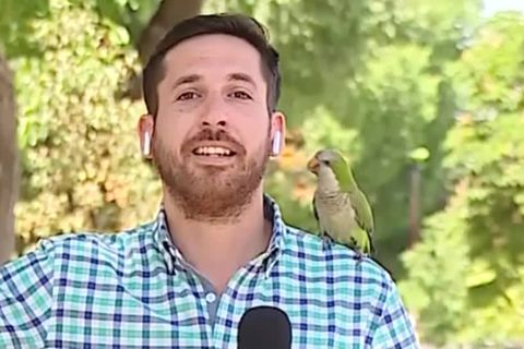 Chile: Mitten in der Live-Schalte: Papagei stiehlt Reporter erst die Show und dann den Kopfhörer