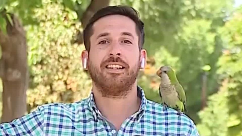 Chile: Mitten in der Live-Schalte: Papagei stiehlt Reporter erst die Show und dann den Kopfhörer
