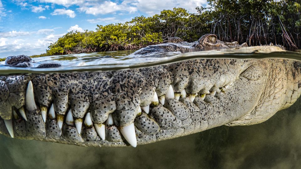 Die Aufnahme eines Krokodils, dessen große Zähne unter Wasser sind. Das Auge schaut oben heraus