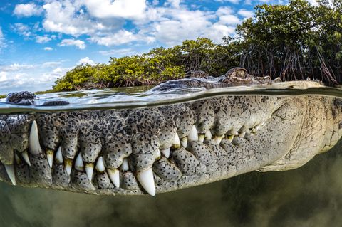 Die Aufnahme eines Krokodils, dessen große Zähne unter Wasser sind. Das Auge schaut oben heraus