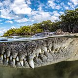 Die Aufnahme eines Krokodils, dessen große Zähne unter Wasser sind. Das Auge schaut oben heraus