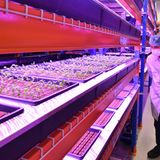 "Blaues Licht ist wichtig für die erste Wachstumsphase, rötliches für das Blattwachstum", sagt Robert Fellows.