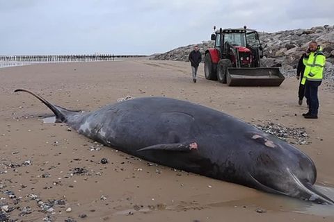 Video: Frankreich: Wal in der Nähe von Calais gestrandet
