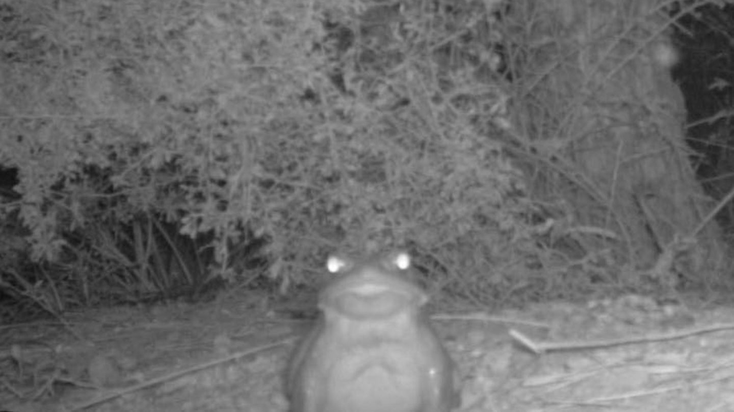 The picture from the national park in the USA shows the Sonoran desert toad