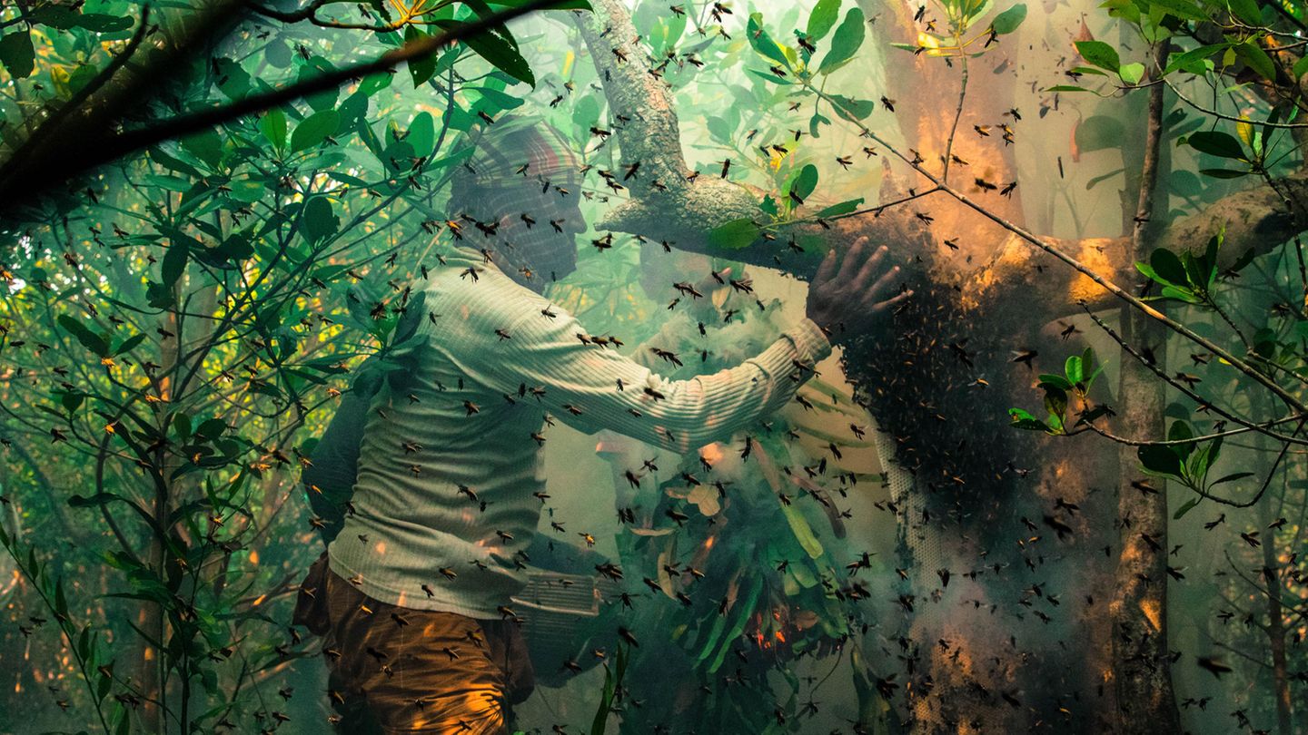 "Honey Hunters" von Muhammad Mostafigur Rahman, Bangladesch Ein Mann steht vor einem Baum umgeben von lauter Bienen