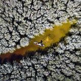 Ein Mangrovenwald von oben