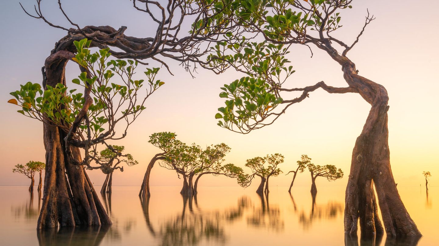 "Walakiri Dancing Trees" von Loïc Dupuis, Indonesien Die Sonne geht über mehreren Bäumen, die im Wasser stehen, auf