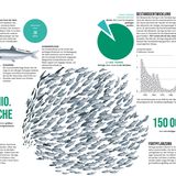 Nordseebuch: der Hering