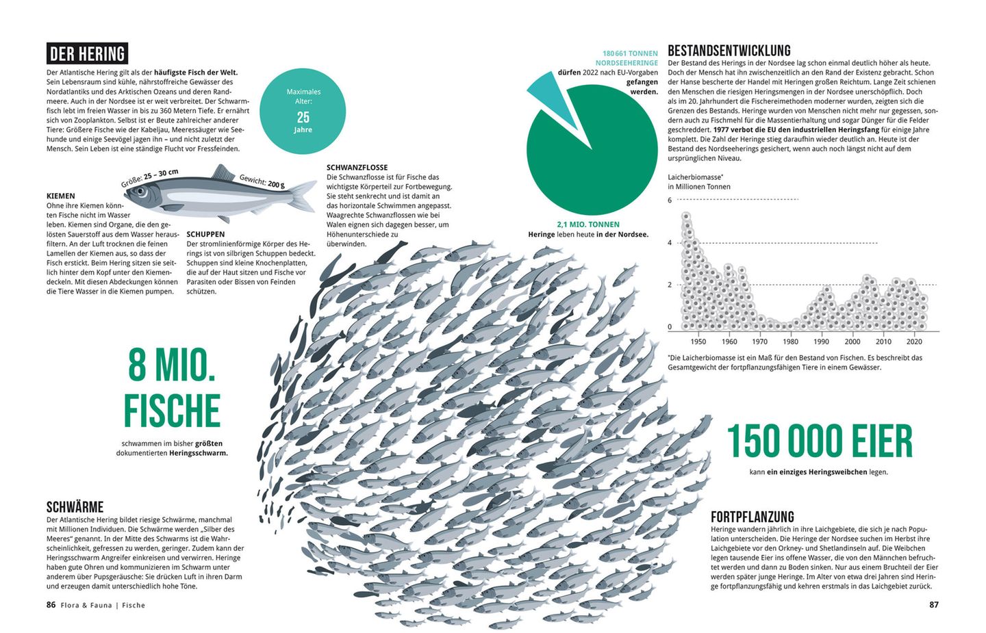 Nordseebuch: der Hering