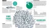 Nordseebuch: der Hering
