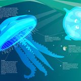 Nordseebuch: Quallen