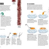 Nordseebuch: Teekultur