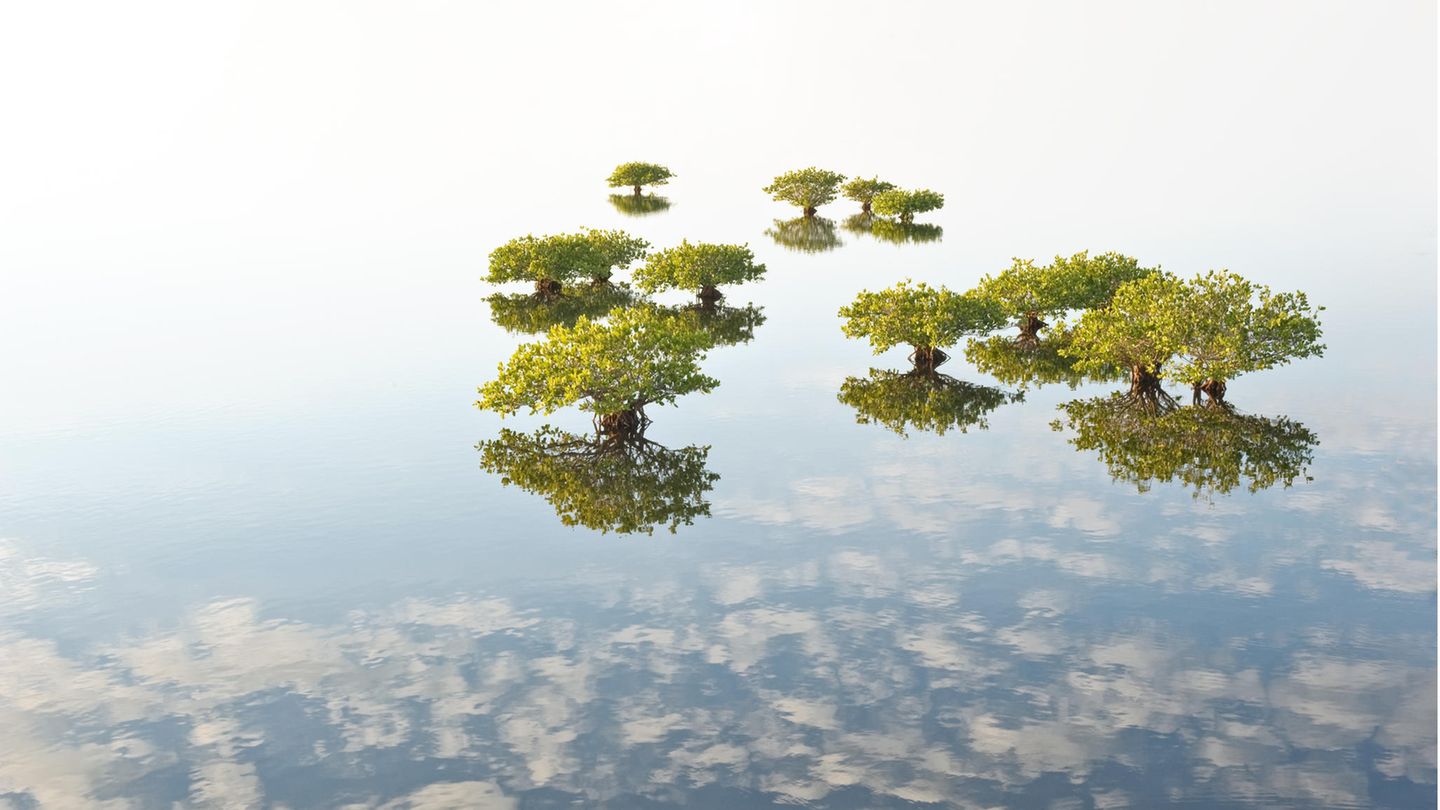Bäume von oben, die im Wasser stehen