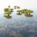 Bäume von oben, die im Wasser stehen