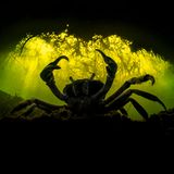 Eine Krabbe unter Wasser