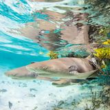 Drei junge Haie schwimmen im flachen Wasser