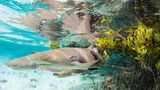 Drei junge Haie schwimmen im flachen Wasser