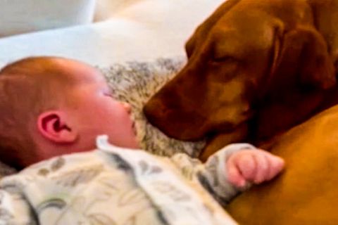 Bezaubernder Moment: Hund lernt neues Familienmitglied kennen