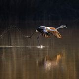 Ein Rosaflamingo setzt zum Abheben an